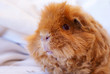 Meerschweinchen