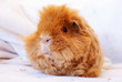 Meerschweinchen