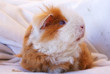 Meerschweinchen