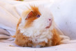 Meerschweinchen