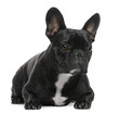 French Bulldog, 2 years old, lying in front of white background