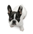 French Bulldog puppy, 4 months old, sitting