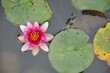 Nénuphar sur une mare