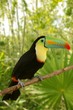toucan kee billed Tamphastos sulfuratus jungle toucan kee billed Tamphastos sulfuratus jungle