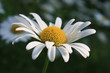 margeriten ©