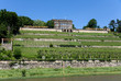 Weinberge am Elbufer in Dresden