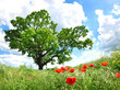 Tree and poppy