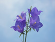 Glockenblume - Campanula persicifolia