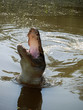 Alligator am Zuschnappen