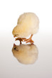 Baby chicken
