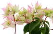 bougainvillées, fond blanc