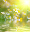 daisys