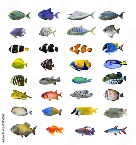 Great Tropical Fish Collection On White Background