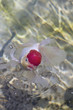 金魚