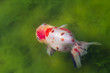 金魚
