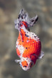 金魚