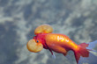 金魚