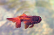 金魚