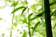 Bamboo