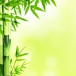 Bamboo