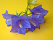 Glockenblume - Campanula persicifolia