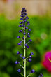 Violet flower delphinium not dismissed in a garden