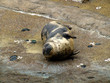 Seelöwe