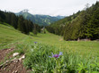 Fleurs des Alpes et sommets