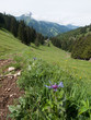 Fleurs des Alpes et sommets