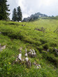 Prairie et sommet des Alpes