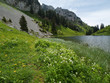 Lac d'Arvouin et fleurs des Alpes Lac d'Arvouin et fleurs des Alpes