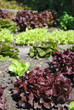 Salades de jardin, 2010