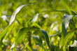Maisfeld im Sommer Maisfeld im Sommer