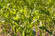 Maisfeld im Sommer Maisfeld im Sommer