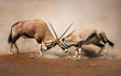 Gemsbok fight Gemsbok fight