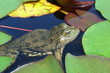frosch