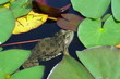 moorfrosch