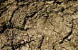 Texture of a trunk bark