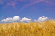 Foto: Gelbes Kornfeld unter blauem Himmel mit einigen Wolken Gelbes Kornfeld unter blauem Himmel mit einigen Wolken