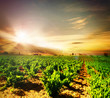 Vineyard