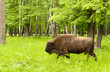 bison