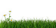 Green Grass and Daisy