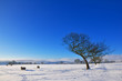 Winter Landscape