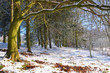Winter Forest