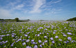 Field of Linseed or Flax in flower