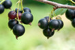 black currants