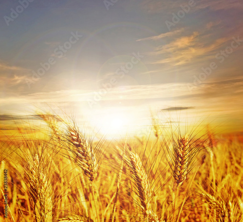 Photo: Beautiful Wheat.Sunset Beautiful Wheat.Sunset