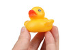 rubber duck