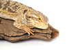 Bearded Dragon Lizard