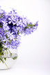 Delicate blue flowers